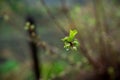 New leaves on aplle tree in the garden