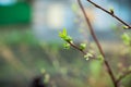 New leaves on aplle tree in the garden