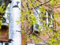 New leaves of ash-tree and brown apartment house Royalty Free Stock Photo