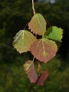 New leaves on aspen tree red and green in spring Royalty Free Stock Photo