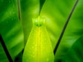 New Leaves of Bird's Nest Fern Growing