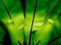 New Leaves of Bird's Nest Fern Growing