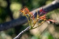 New leaves and buds emerging on a Neem tree in Uttarakhand, India