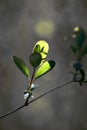 New leaves in early spring Royalty Free Stock Photo