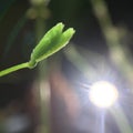 Sensitive Plant Mimosa Pudica New Leaves Emerging