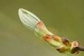 The new leaves emerging from the bud of a Horse Chestnut or Conker Tree Aesculus hippocastanum in springtime in the UK. Royalty Free Stock Photo