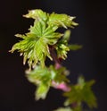 New leaves