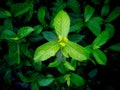 New Leaves of Gardenia after Rain Royalty Free Stock Photo