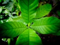 New Leaves of Gardenia Royalty Free Stock Photo