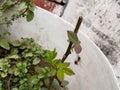 New leaves of grafted rose plants in flower bed soil close up macro