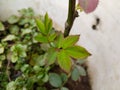 New leaves of grafted rose plants in flower bed soil close up macro