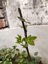 New leaves of grafted rose plants in flower bed soil close up macro