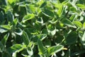 New leaves grow on oregano in spring