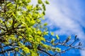 New leaves growing on the branches of a valley oak Quercus lobata in springtime, south San Francisco bay area, California