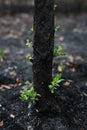 New leaves grown after forest was burn. rebirth of nature after the fire.. Royalty Free Stock Photo