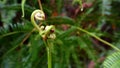 The new leaves of the plant Fern Dicranopteris linearis syn, Gleichenia linearis