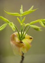 New leaves of shagbark hickory emerging, with long bud scales