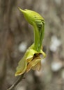 New leaves of shagbark hickory emerging, with long bud scales