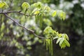 The new leaves on the sprig in the spring Royalty Free Stock Photo