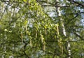 The new leaves on the sprig in the spring Royalty Free Stock Photo