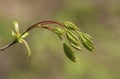 The new leaves on the sprig in the spring Royalty Free Stock Photo