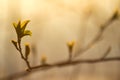 New leaves in spring Royalty Free Stock Photo