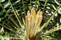 New Leaves Sprouting From A Cycad Plant Royalty Free Stock Photo