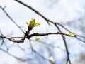 New leaves on twig of old apple tree close up