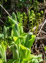 New leaves unfurl in a meadow Royalty Free Stock Photo