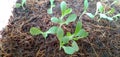 New lettuce shoots grow vigorously Royalty Free Stock Photo