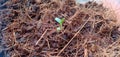 New lettuce shoots grow vigorously Royalty Free Stock Photo