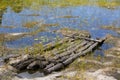 New Life on an Abandoned Raft in Shallow Reed Pond Royalty Free Stock Photo