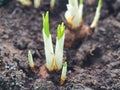 New life beginning concept. Gardening theme. Growing young crocuses. Appearing flower sprouts in springtime. Royalty Free Stock Photo