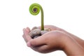 New Life & Birth Concept - Young Fern Leaf sprouting out of a hand. Royalty Free Stock Photo