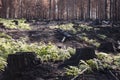 New life in burned zone with black stumps and green ferns after forest fire Royalty Free Stock Photo