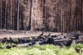 New life in burned zone with black stumps and green ferns in sunlight after forest fire Royalty Free Stock Photo