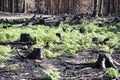 New life in burned zone with black stumps and green ferns in sunlight after forest fire Royalty Free Stock Photo