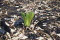 New life among bushfire dead forest in Yanchep National Park Royalty Free Stock Photo