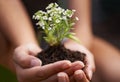 New life. Closeup shot of a woman holding soil with a flowering plant in her cupped hands. Royalty Free Stock Photo