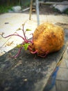 New life coming from an old tubes of sweet potatoes Royalty Free Stock Photo