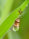 New life coming in paddyleaf Royalty Free Stock Photo