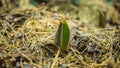 New life coming at the spring trough old grass Royalty Free Stock Photo