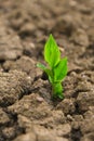 New life concept. Green seedling in the ground in field.Green sprout in dry cracked soil. Agriculture and farming Royalty Free Stock Photo