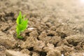 New life concept. Green sprout in dry cracked soil. Agriculture and farming concept. Green seedling in the ground in Royalty Free Stock Photo