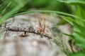 New Life concept with seedling growing sprout. Lonely young pine sapling tree sprout in spring forest Royalty Free Stock Photo