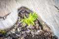 New Life concept with seedling growing sprout on the stump