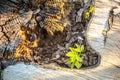 New Life concept with seedling growing sprout on the stump