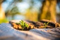 New Life concept with seedling growing sprout on the stump Royalty Free Stock Photo