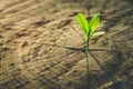 New Life concept with seedling growing sprout tree. Royalty Free Stock Photo