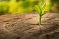 New Life concept with seedling growing sprout tree. Royalty Free Stock Photo